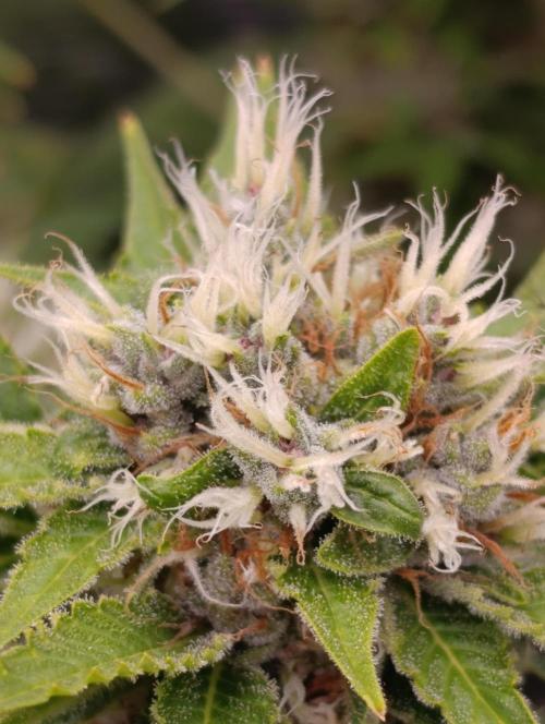 Cali Crasher Marshydro. Week 13
