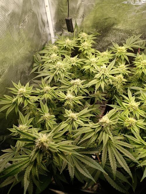 Zour MelonZ Test & Xpertnutrients. Week 11