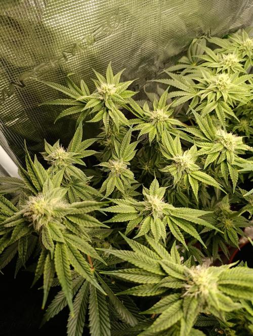 Zour MelonZ Test & Xpertnutrients. Week 11