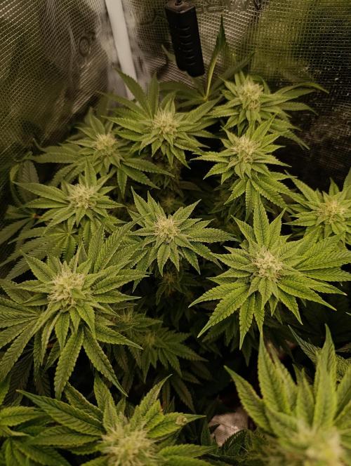 Zour MelonZ Test & Xpertnutrients. Week 11