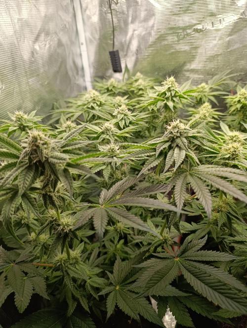 Zour MelonZ Test & Xpertnutrients. Week 11