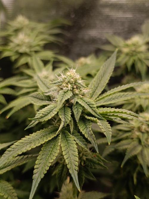 Zour MelonZ Test & Xpertnutrients. Week 11