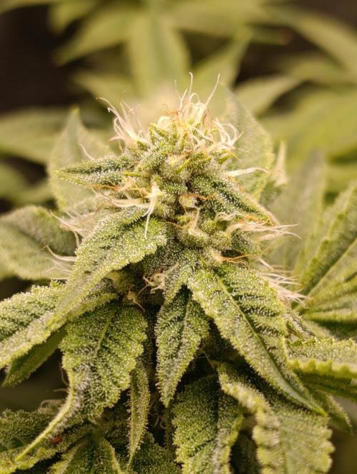 Zour MelonZ Test & Xpertnutrients. Week 11