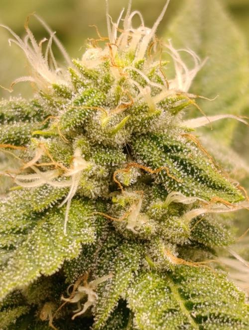 Zour MelonZ Test & Xpertnutrients. Week 11
