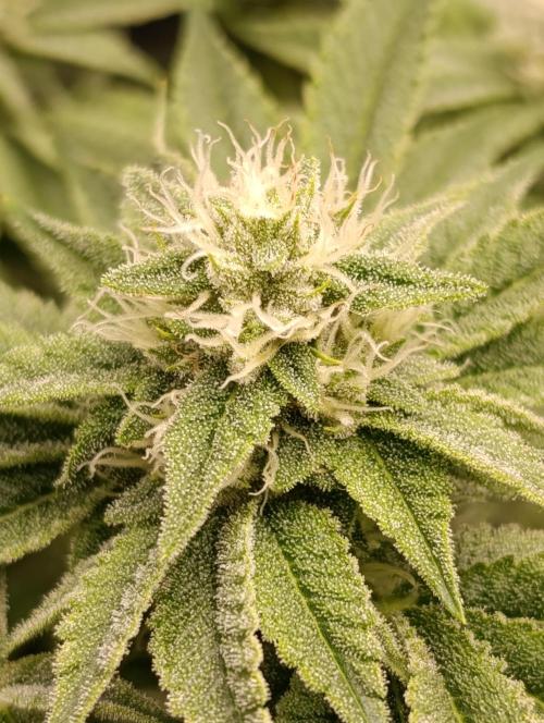 Zour MelonZ Test & Xpertnutrients. Week 11