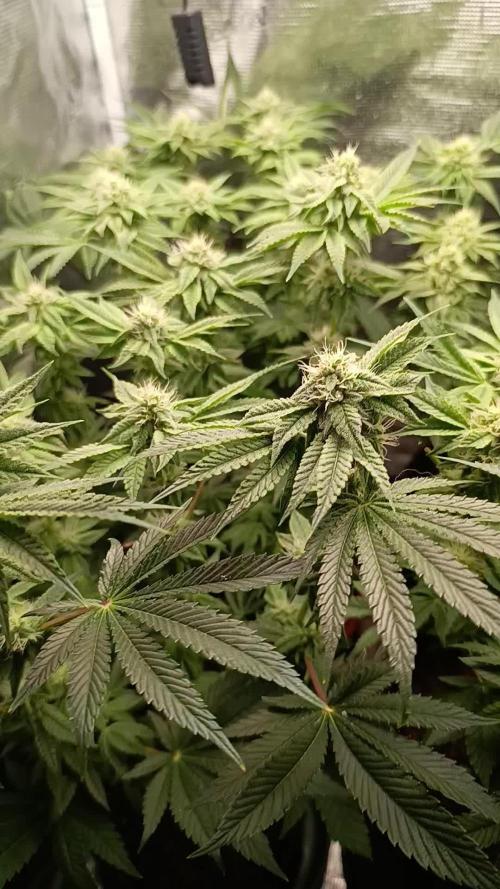 Zour MelonZ Test & Xpertnutrients