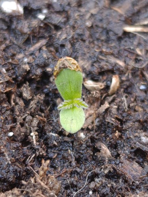 Gaia F1 Auto. Week 0