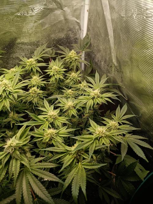 GokuZ OG Test & Marshydro. Week 11
