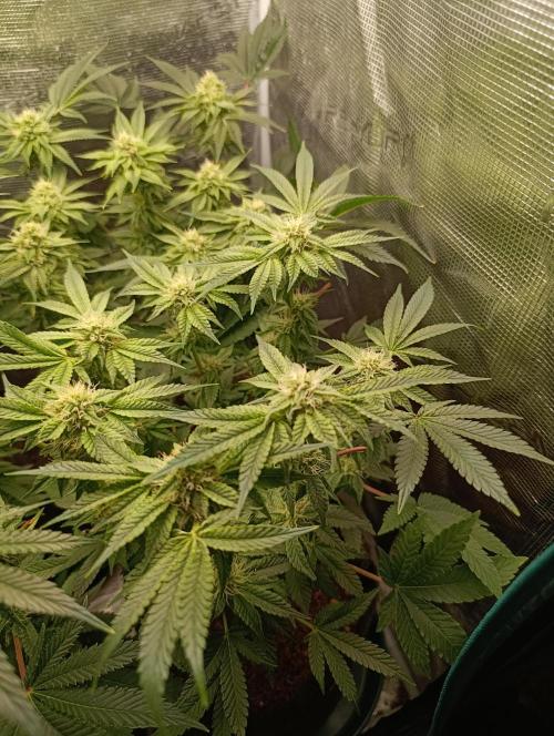 GokuZ OG Test & Marshydro. Week 11