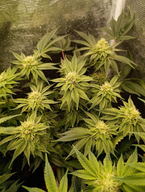 GokuZ OG Test & Marshydro. Week 11