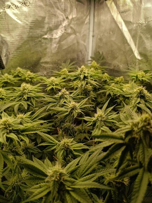 GokuZ OG Test & Marshydro. Week 11