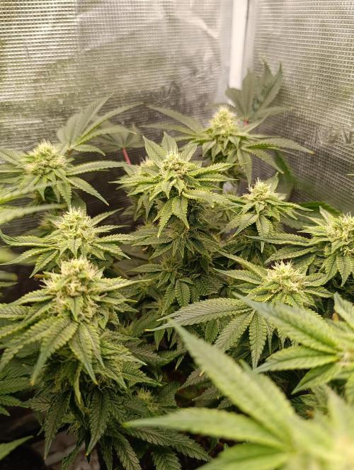 GokuZ OG Test & Marshydro. Week 11