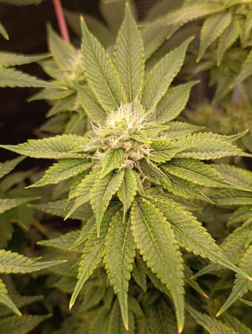 GokuZ OG Test & Marshydro. Week 11