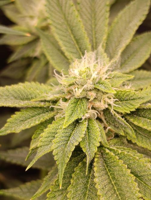 GokuZ OG Test & Marshydro. Week 11