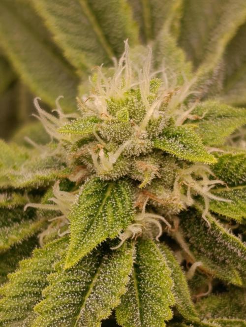 GokuZ OG Test & Marshydro. Week 11