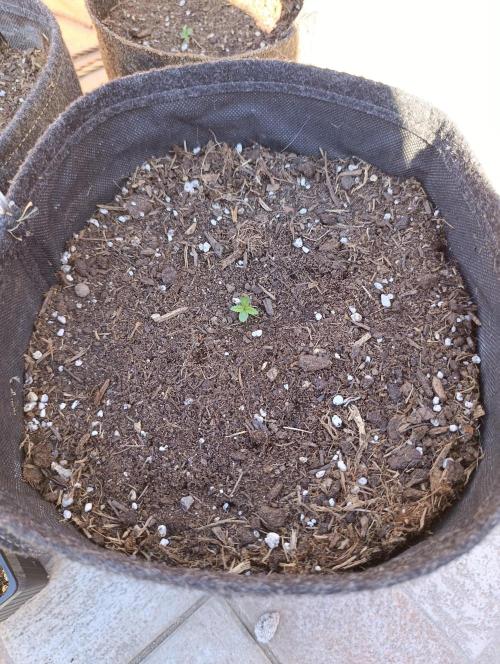 Gaia F1 Auto. Week 1