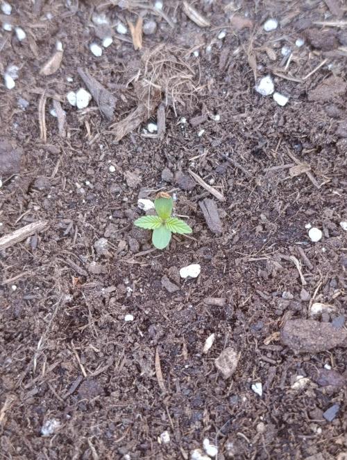 Gaia F1 Auto. Week 1