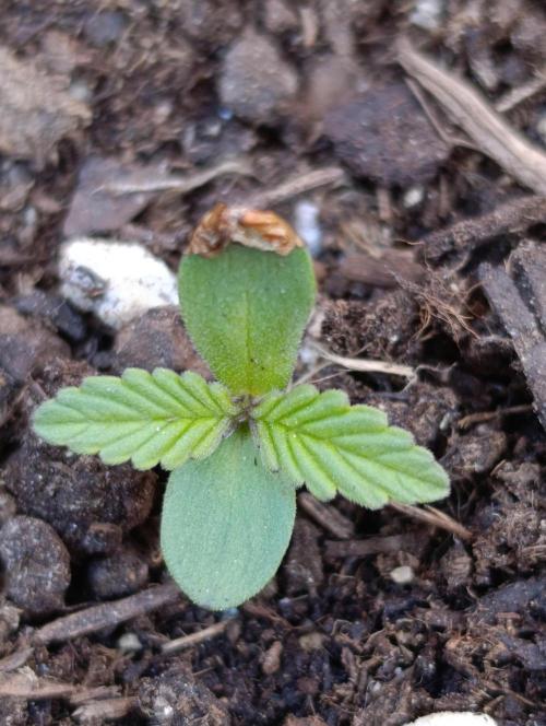 Gaia F1 Auto. Week 1