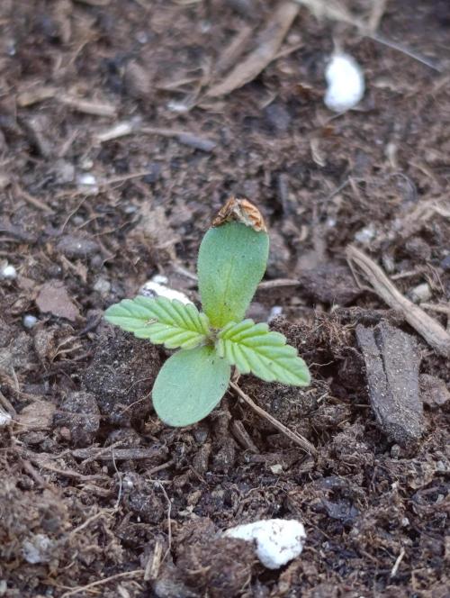 Gaia F1 Auto. Week 1
