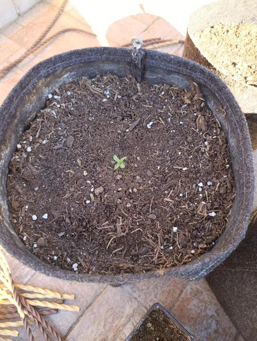 Milky Way F1 Auto. Week 1