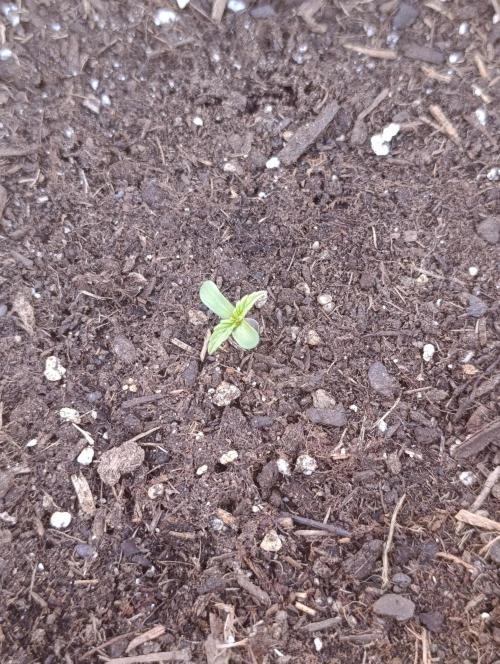 Milky Way F1 Auto. Week 1