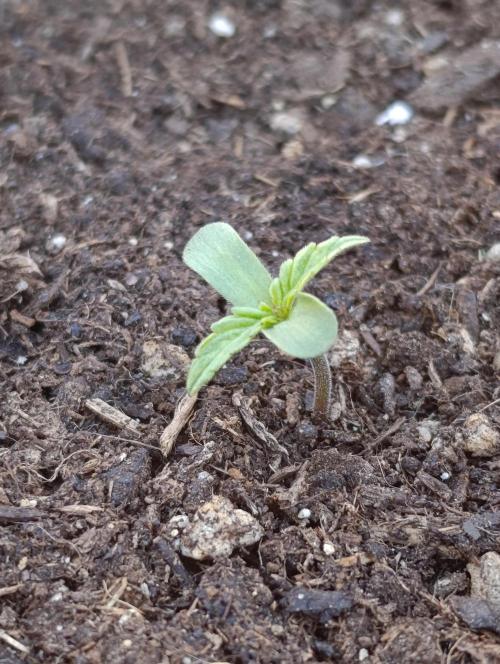 Milky Way F1 Auto. Week 1