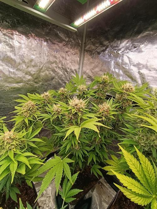 Cali Crasher Marshydro. Week 14