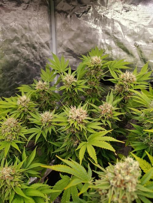 Cali Crasher Marshydro. Week 14
