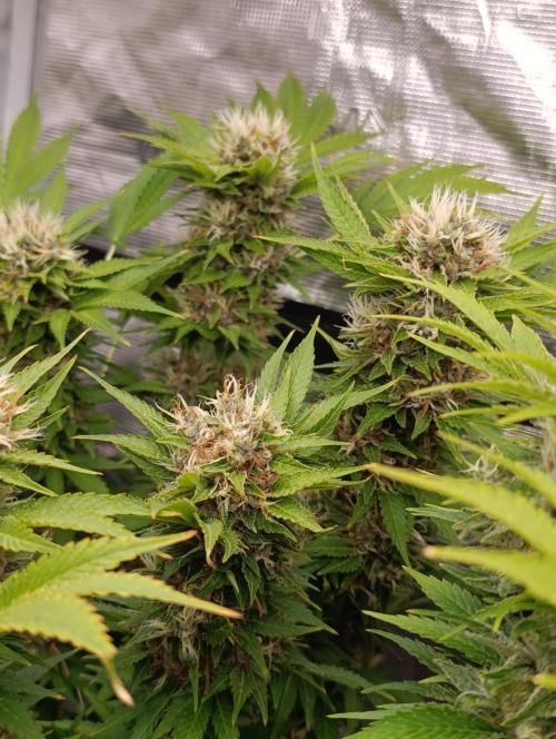 Cali Crasher Marshydro. Week 14
