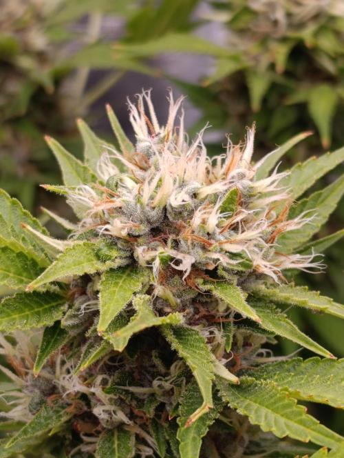 Cali Crasher Marshydro. Week 14