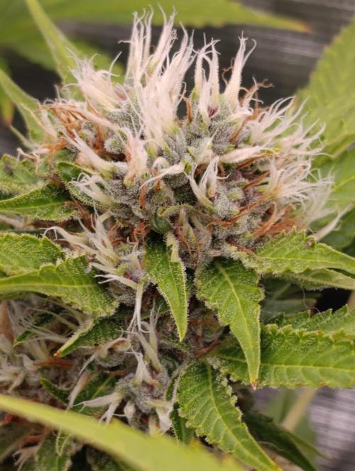 Cali Crasher Marshydro. Week 14