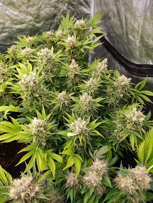 Sour Puffs Xpertnutrients. Week 14