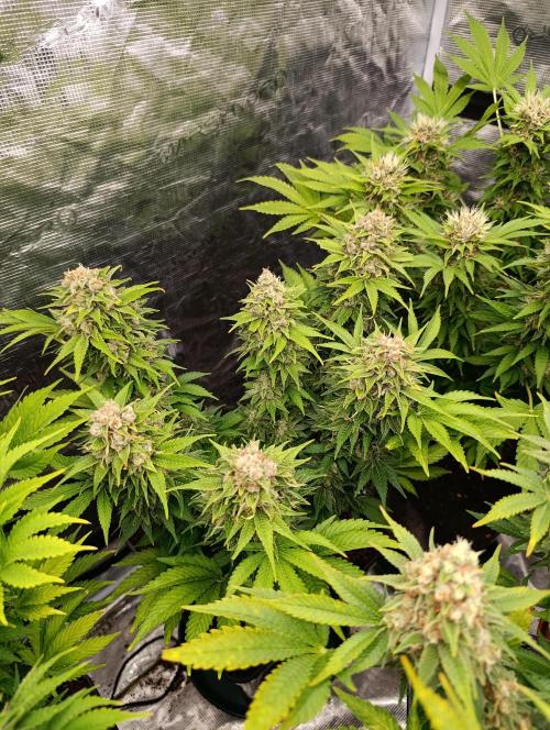 Sour Puffs Xpertnutrients. Week 14