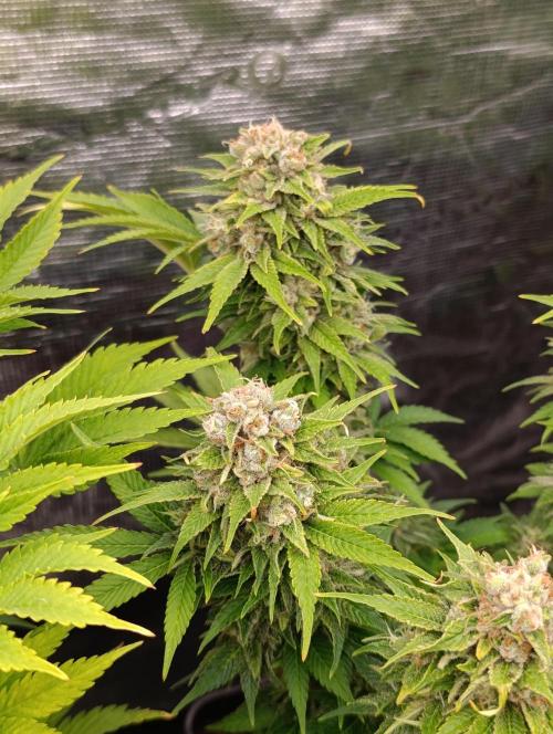 Sour Puffs Xpertnutrients. Week 14