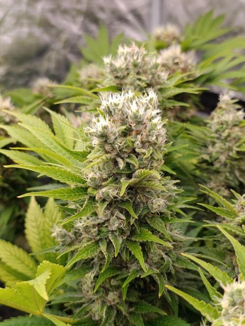 Sour Puffs Xpertnutrients. Week 14