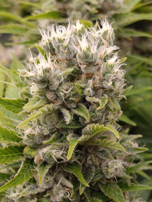 Sour Puffs Xpertnutrients. Week 14