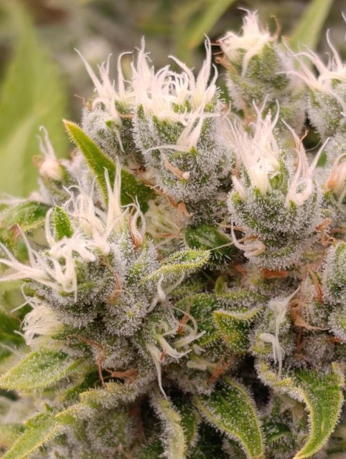 Sour Puffs Xpertnutrients. Week 14