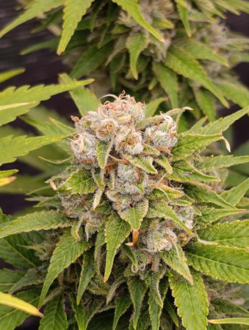 Sour Puffs Xpertnutrients. Week 14