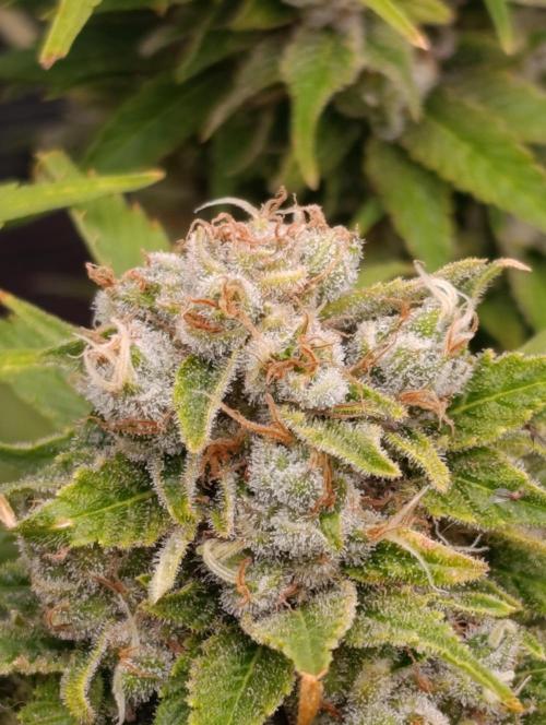Sour Puffs Xpertnutrients. Week 14