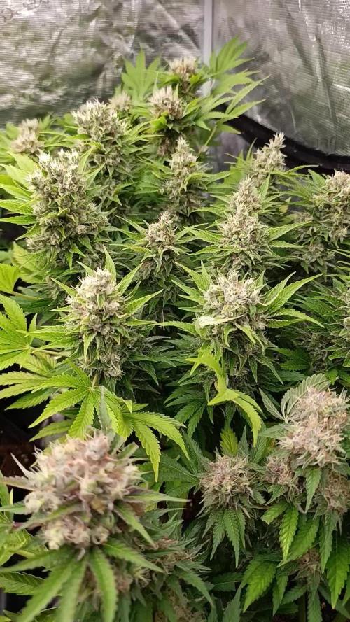 Sour Puffs Xpertnutrients