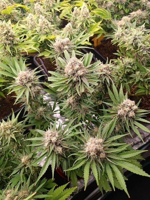 Zingatsu Xpertnutrients. Week 13