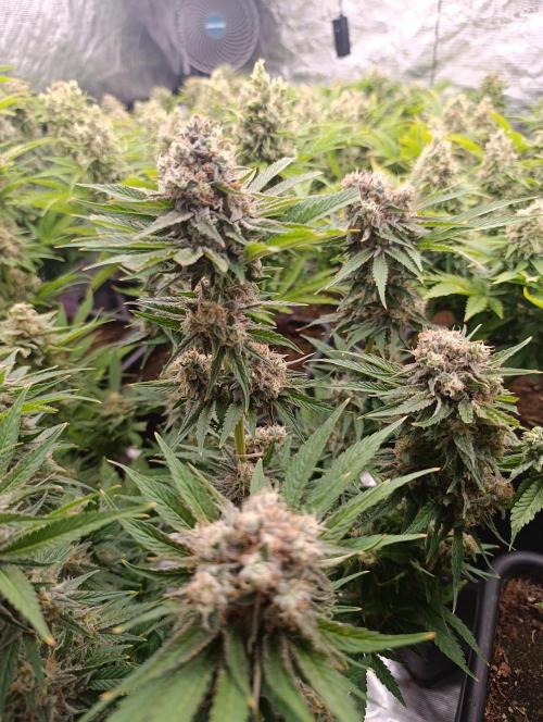 Zingatsu Xpertnutrients. Week 13