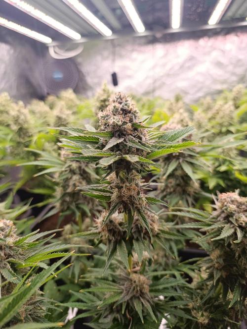 Zingatsu Xpertnutrients. Week 13