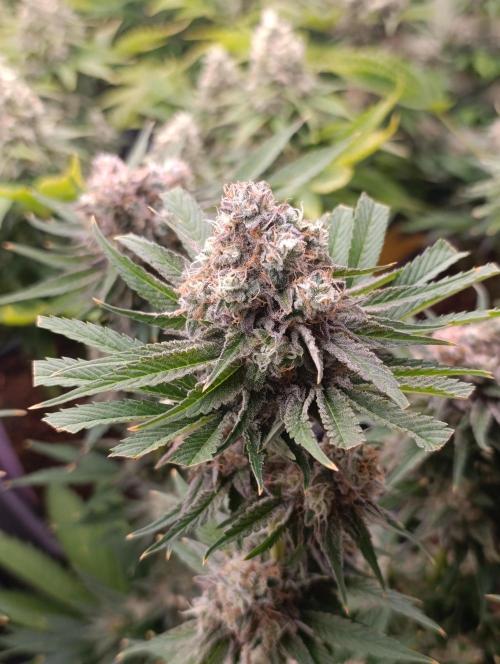 Zingatsu Xpertnutrients. Week 13