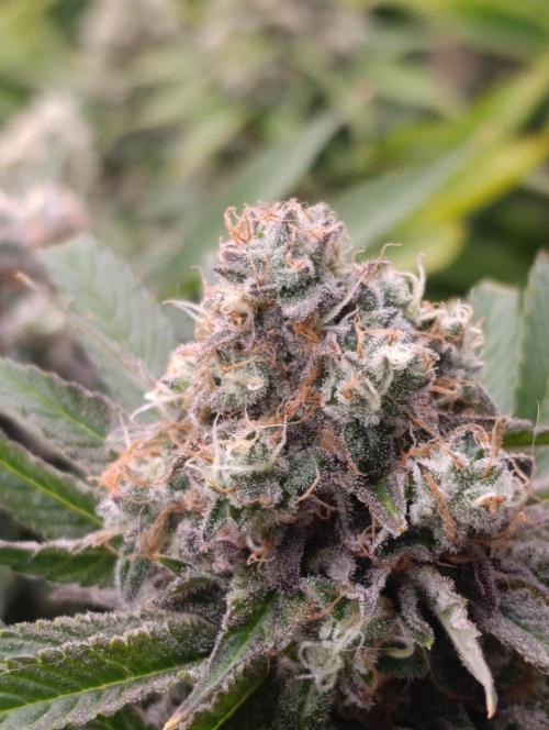 Zingatsu Xpertnutrients. Week 13