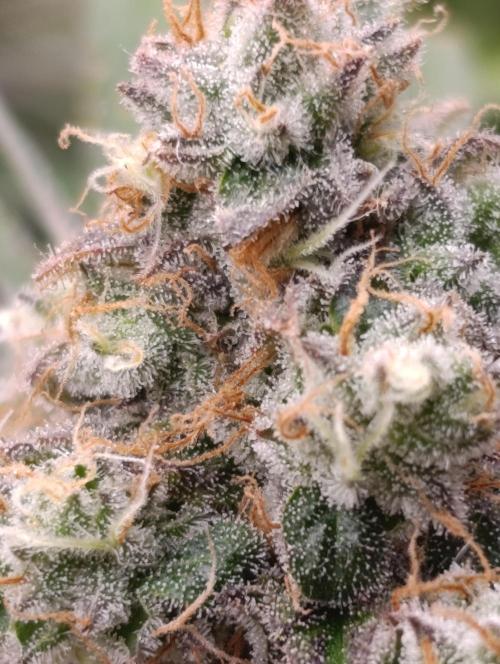 Zingatsu Xpertnutrients. Week 13