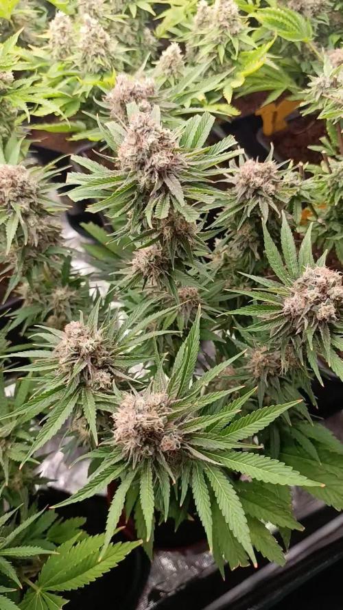 Zingatsu Xpertnutrients
