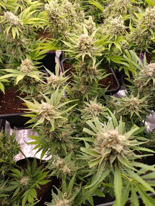 Banana Fumes. Week 13