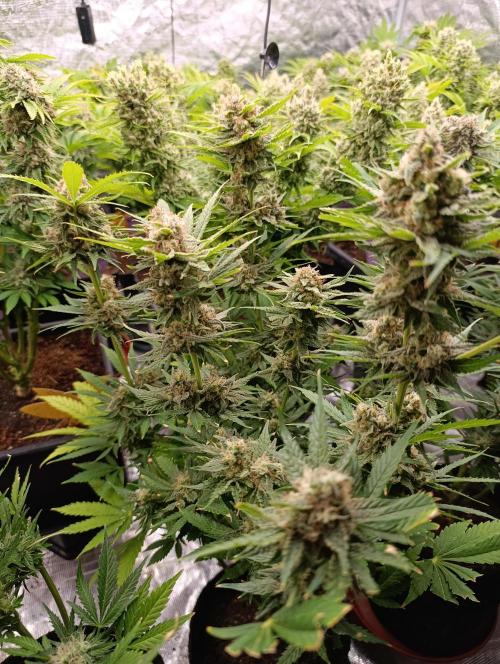 Banana Fumes. Week 13