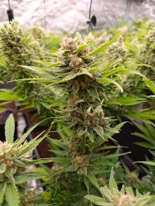 Banana Fumes. Week 13